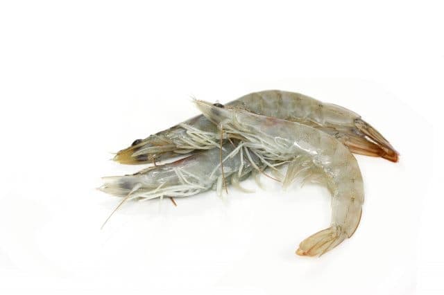 Crevettes Grises