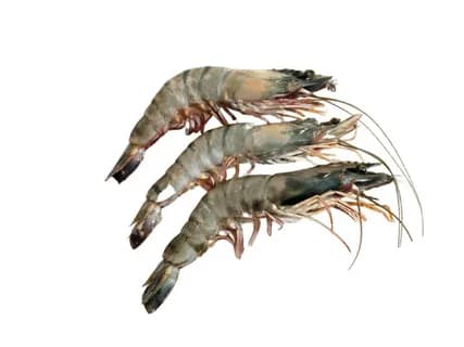 Gambas