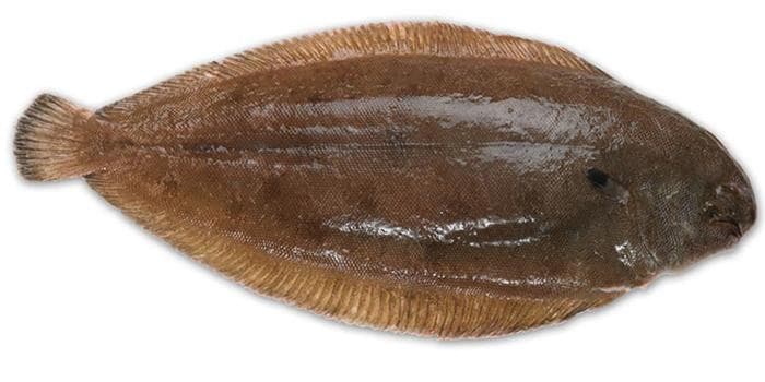 Sole